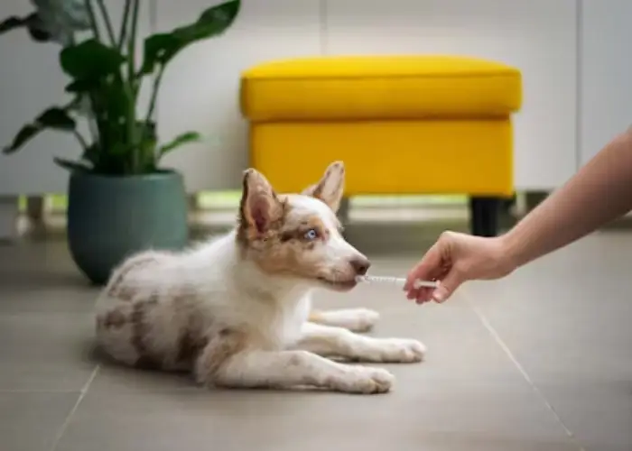 Cat Grooming in Dubai: A Thriving Movement in Pet Care Luxury
